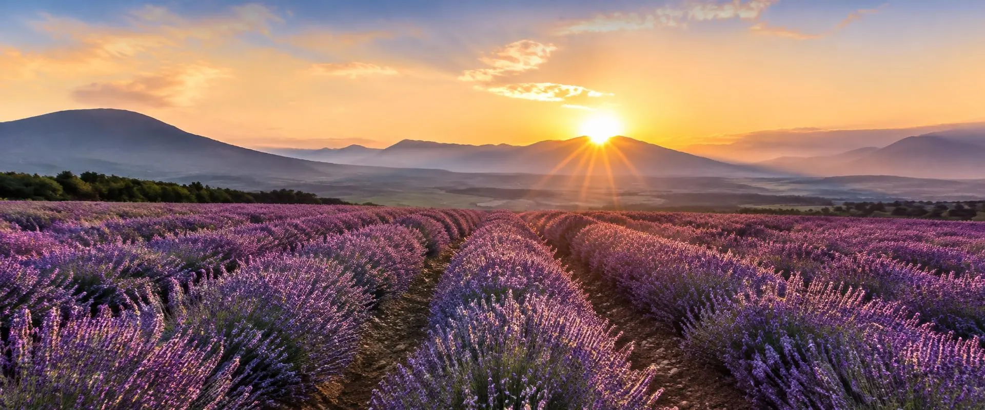 Lavender field at sunrise with a sun burst over layered mountains